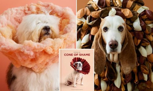Dogs in high fashion cone collars raise money for local little ones in need
